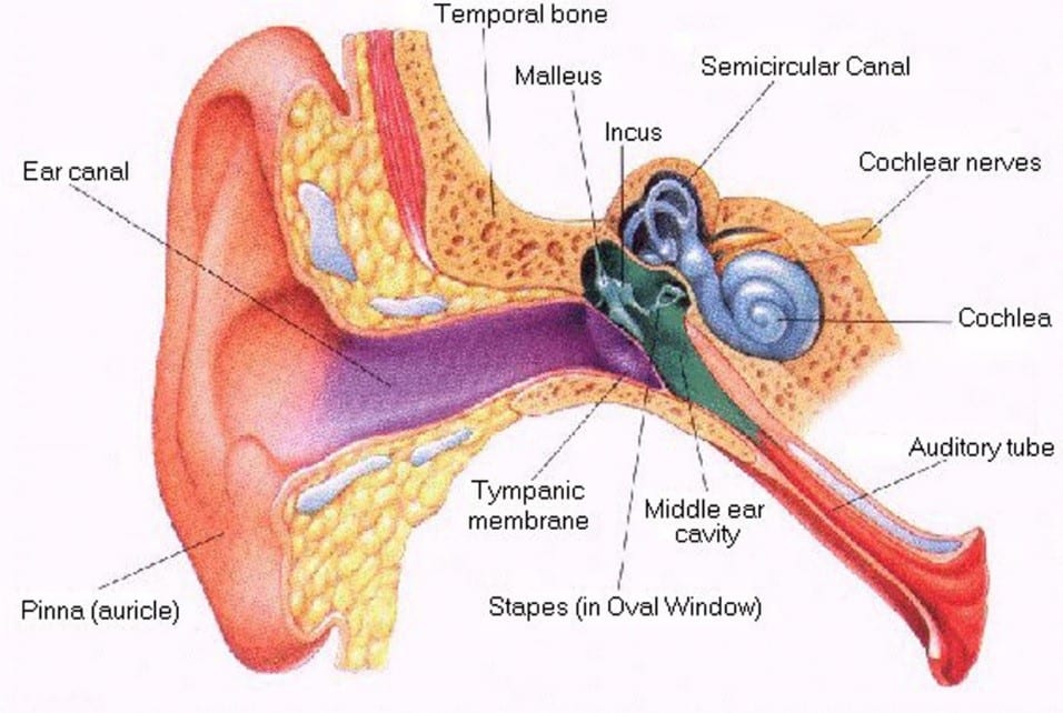 Chemicals In The Workplace That Cause Hearing Loss